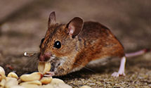 24 Hour & Emergency Exterminators in Theta, NC